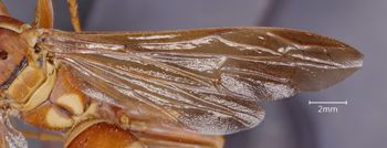 Media type: image;   Entomology 33141 Aspect: wing